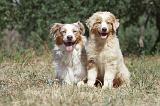 BERGER AUSTRALIEN - ADULT & PUPPY 027